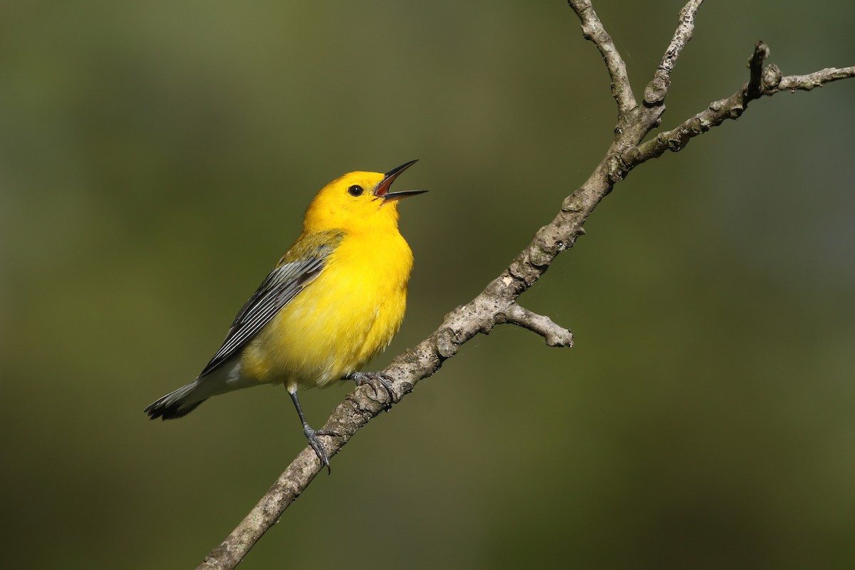 Prothonotary Warbler - ML339121501
