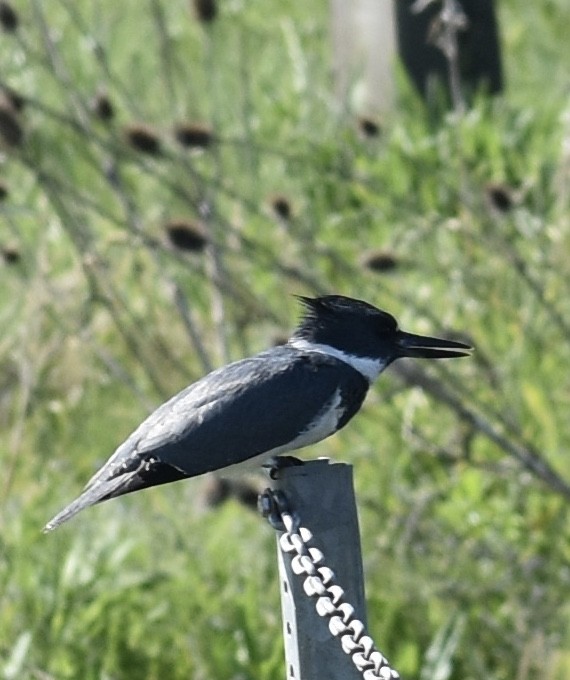 Belted Kingfisher - ML339124121