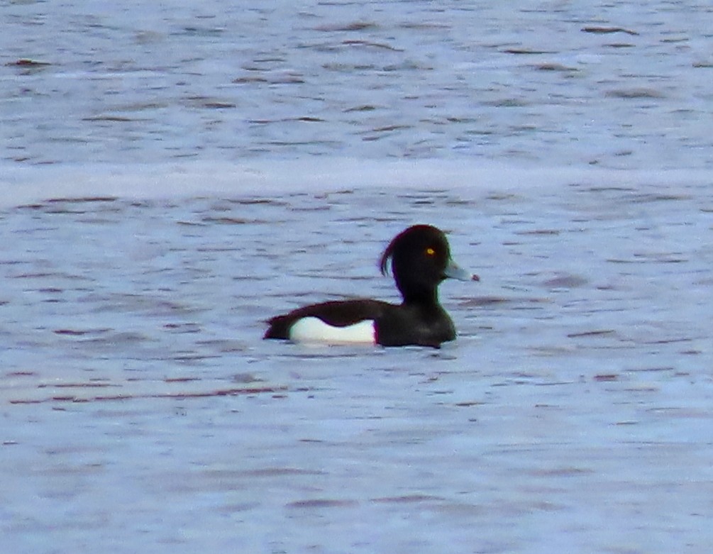 Tufted Duck - ML339126281