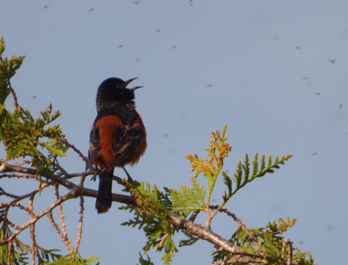 Orchard Oriole - ML339126451