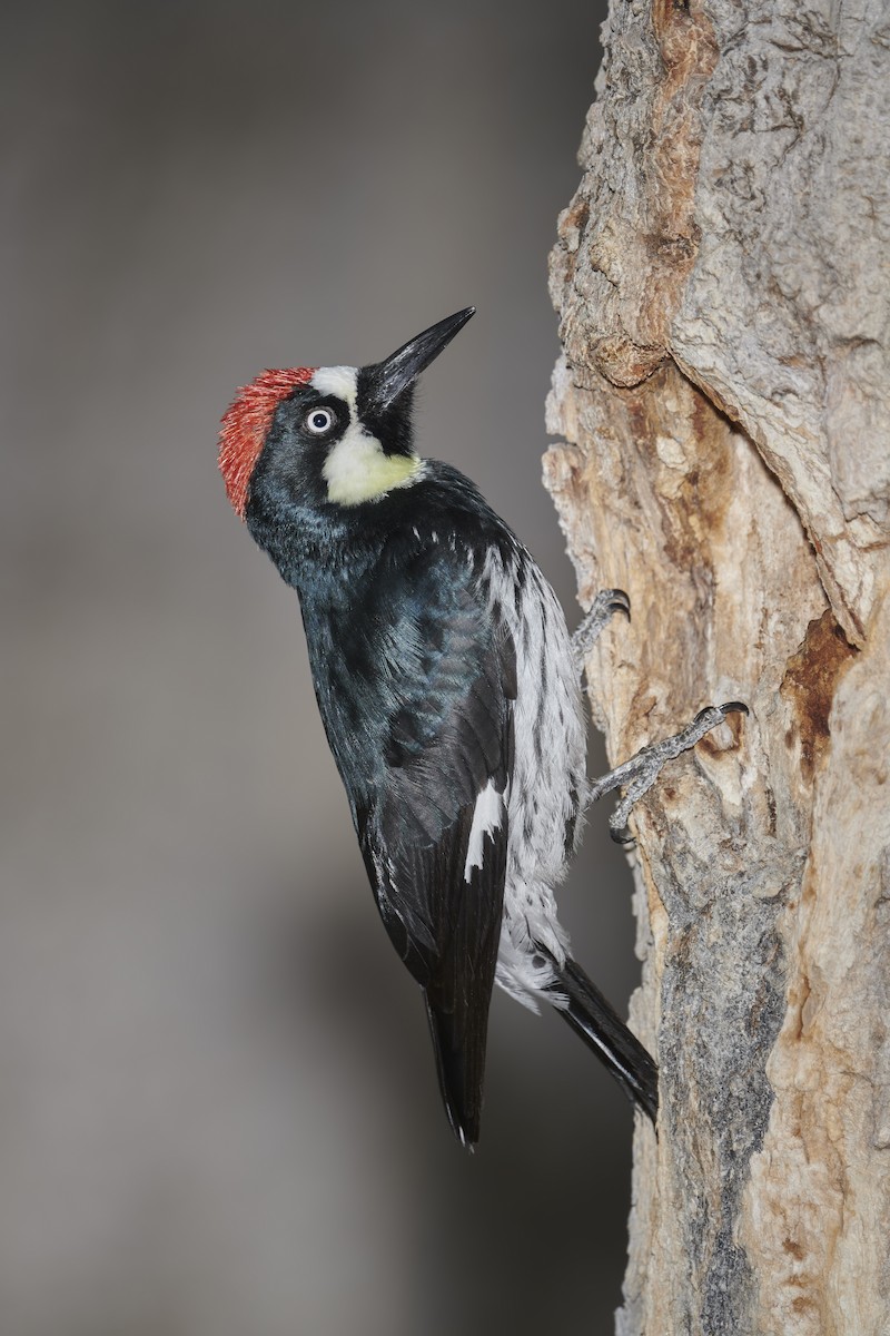 Acorn Woodpecker - Sharif Uddin