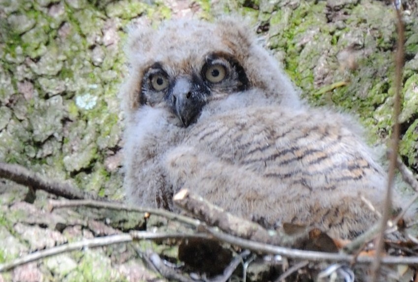 Great Horned Owl - ML33912801