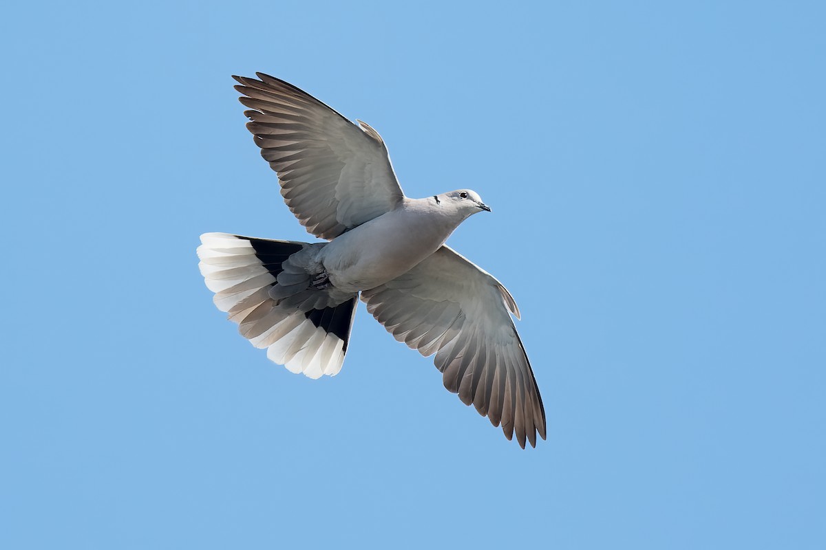 Eurasian Collared-Dove - Dan Brown