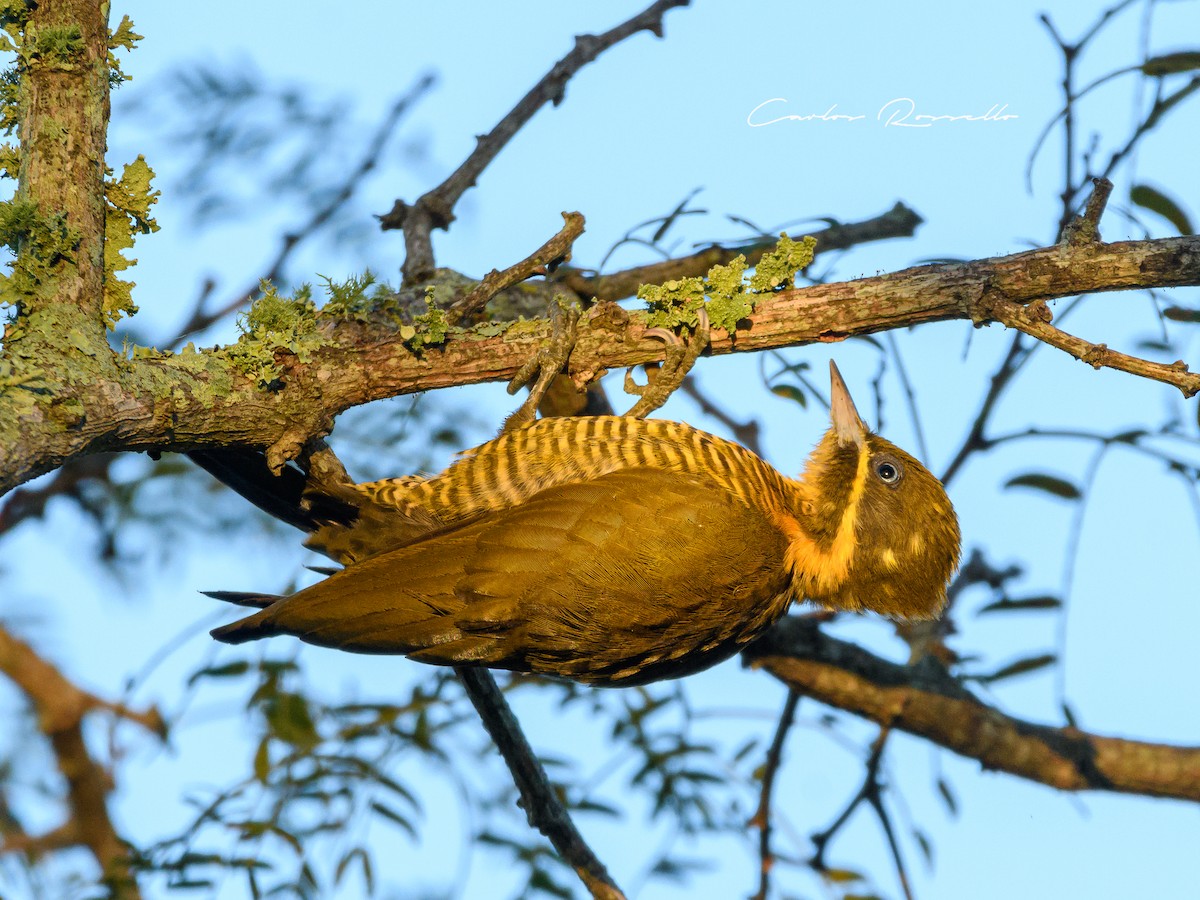 Golden-green Woodpecker - Carlos Rossello