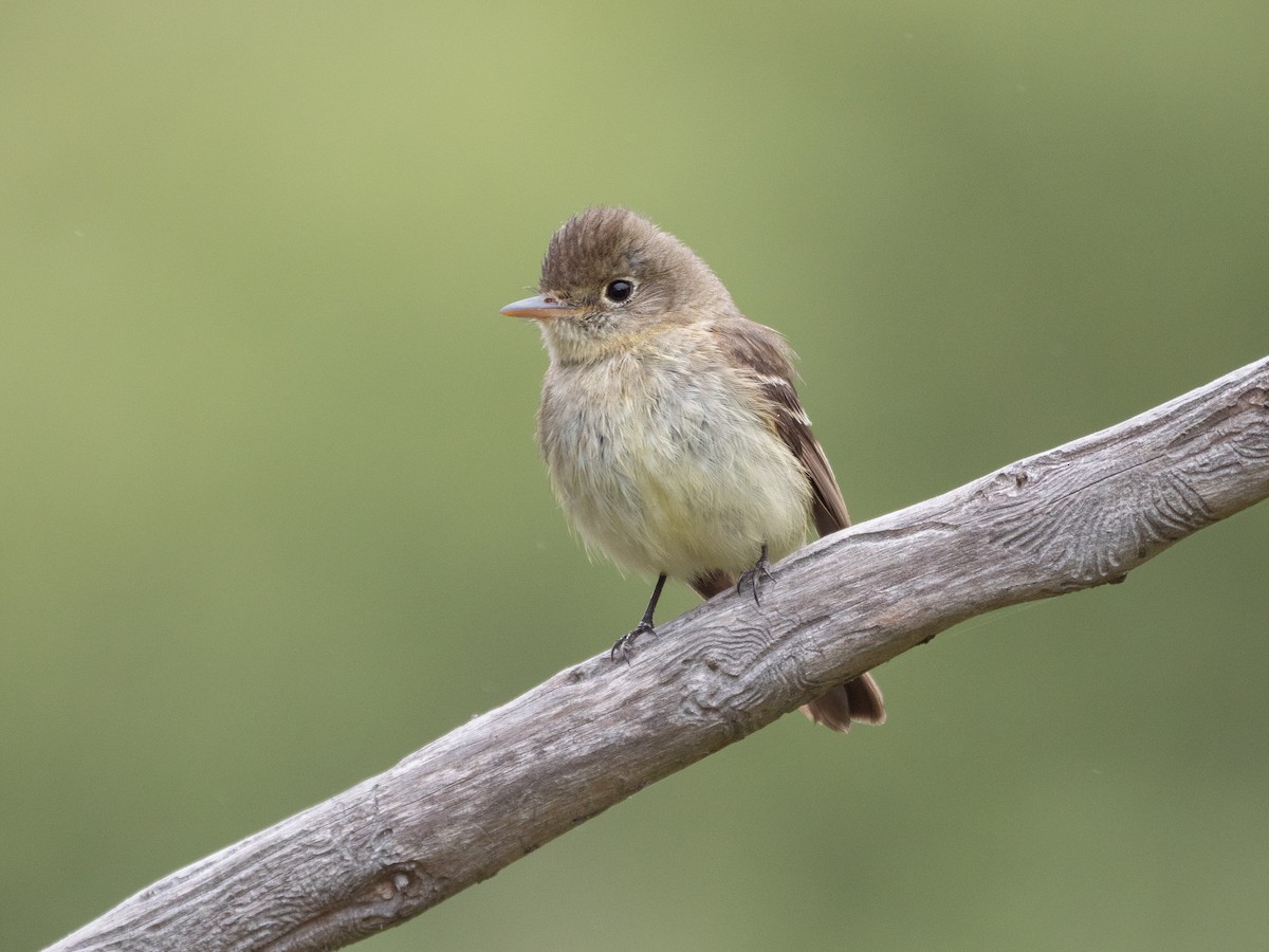 Western Flycatcher (Pacific-slope) - Will Knowlton