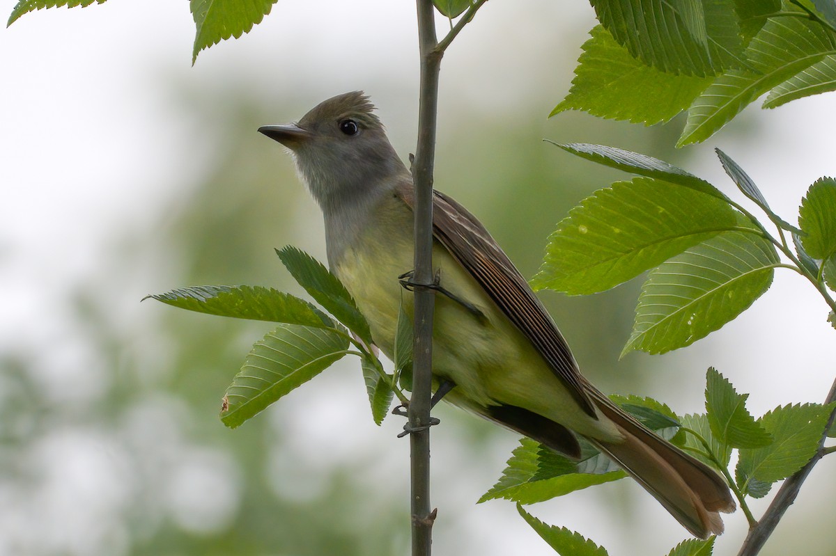 Great Crested Flycatcher - ML339135841