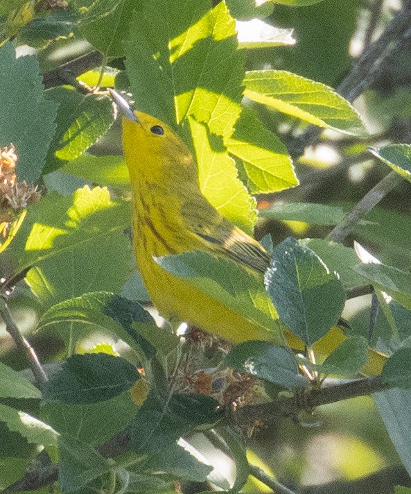 Yellow Warbler - ML339135941
