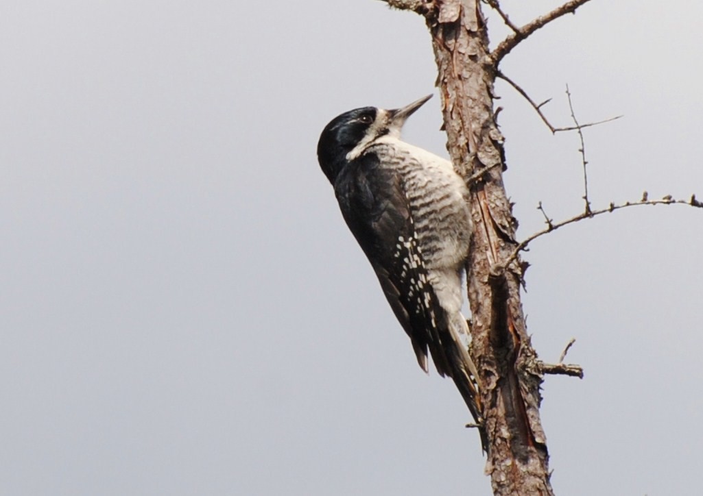Black-backed Woodpecker - ML33914221