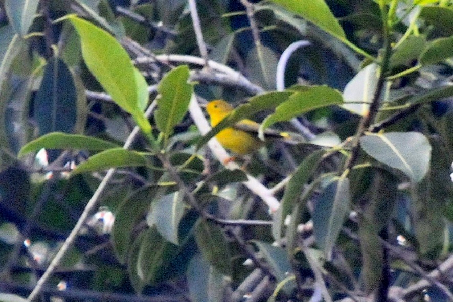Yellow Warbler - ML33914451