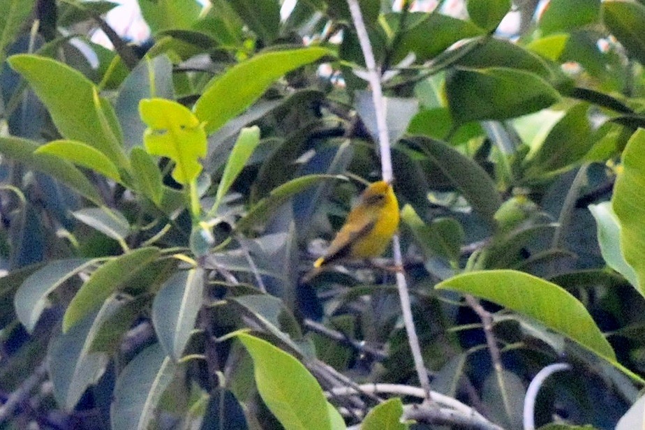 Yellow Warbler - ML33914461