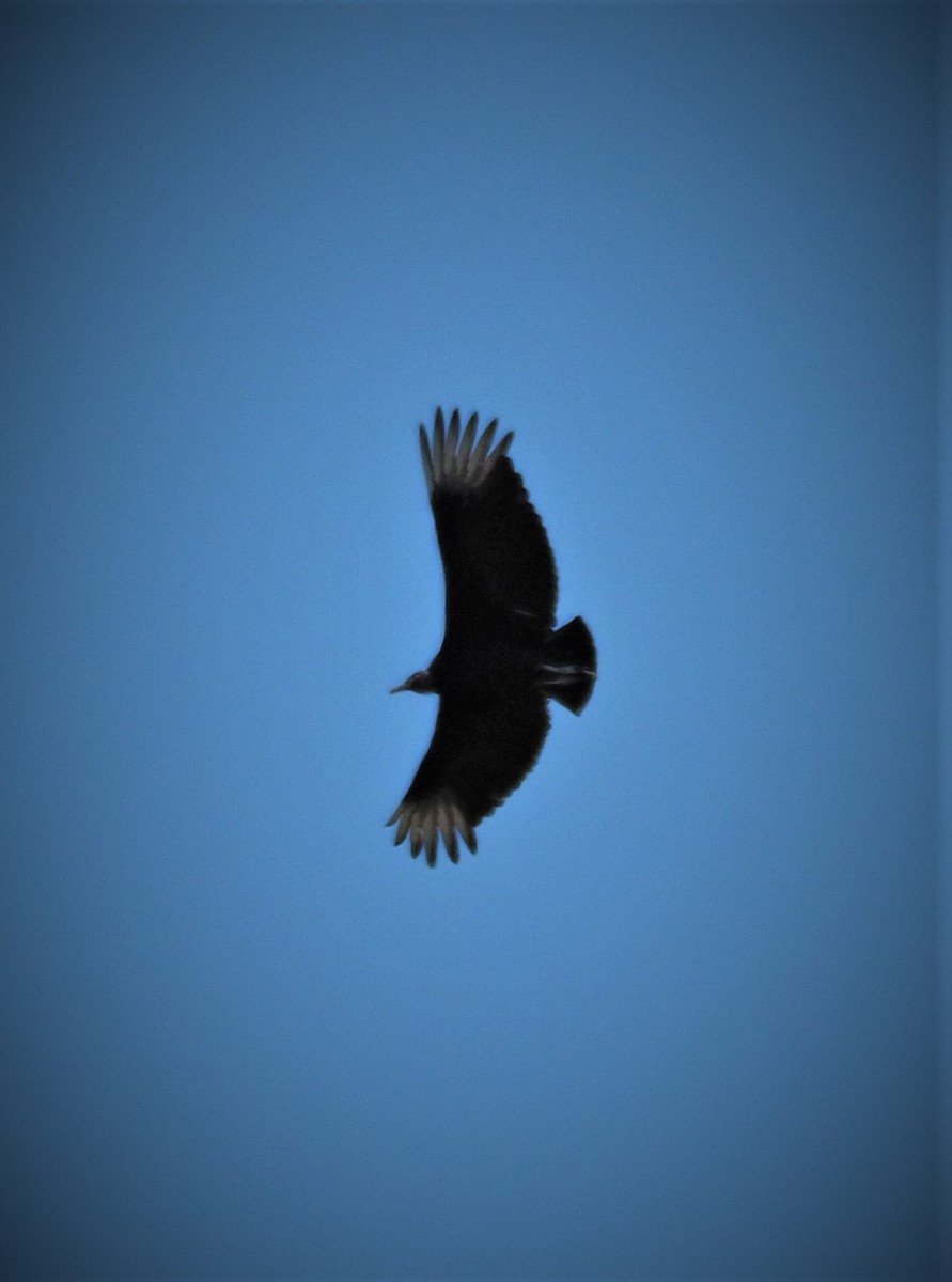 Black Vulture - ML339147951