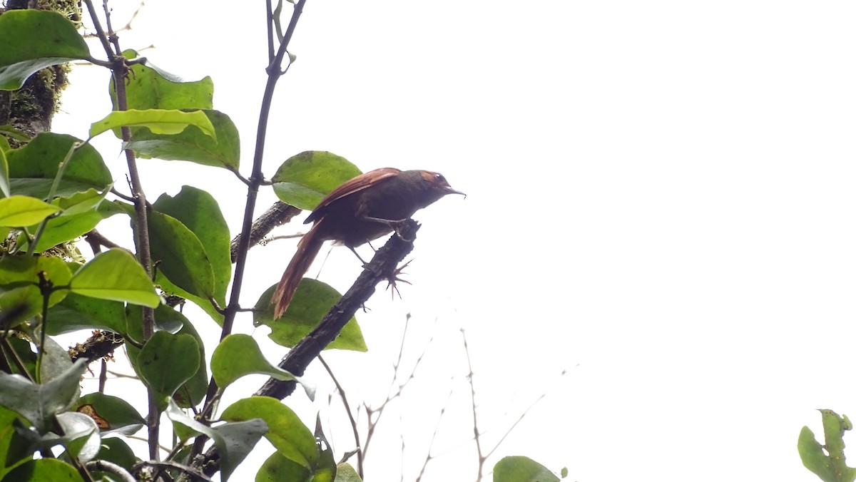 Red-faced Spinetail - ML339148161
