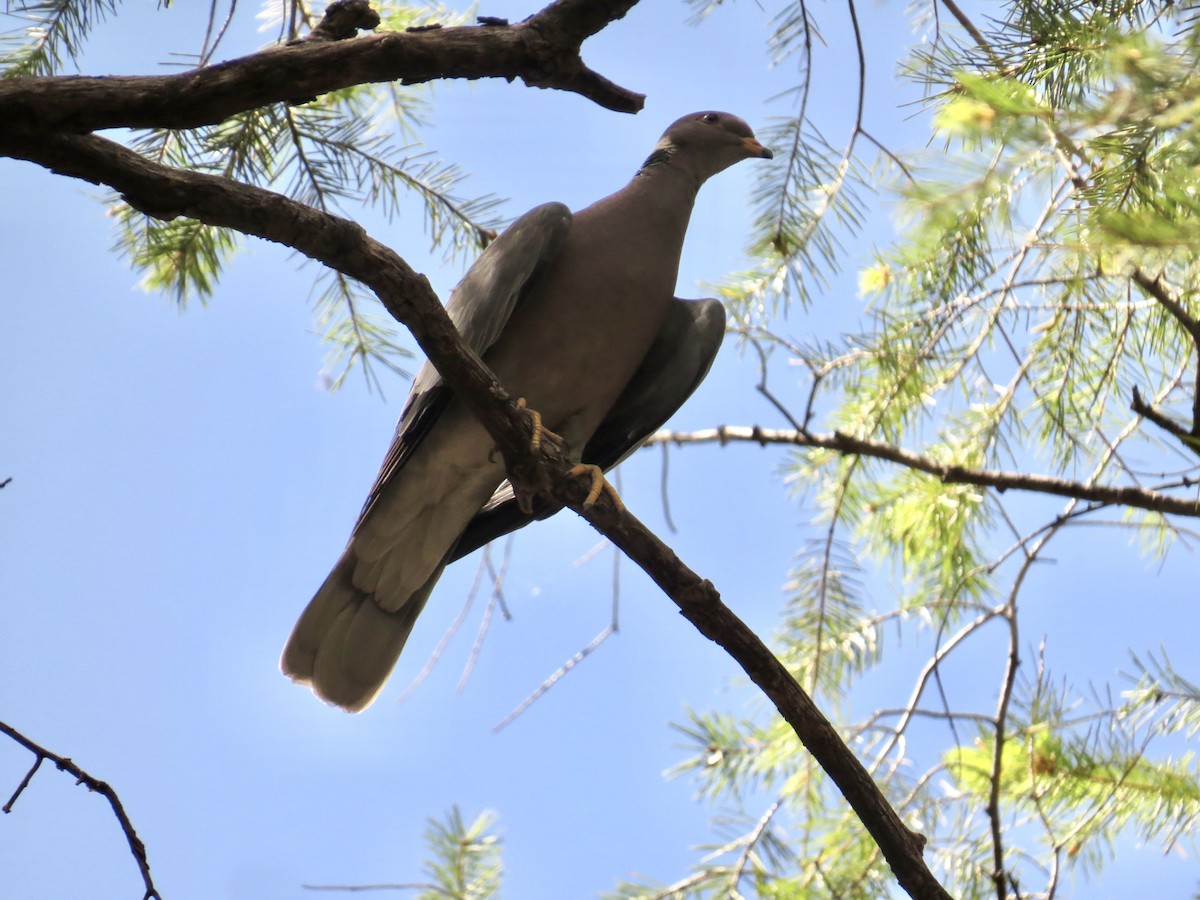 Band-tailed Pigeon - Bonnie Clarfield-Bylin