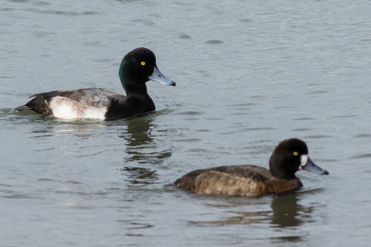 Greater Scaup - ML33916631