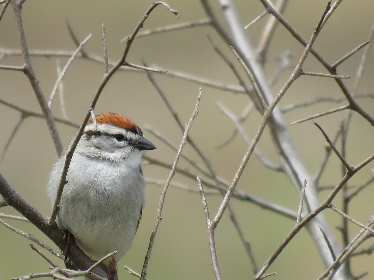 Chipping Sparrow - ML339167231