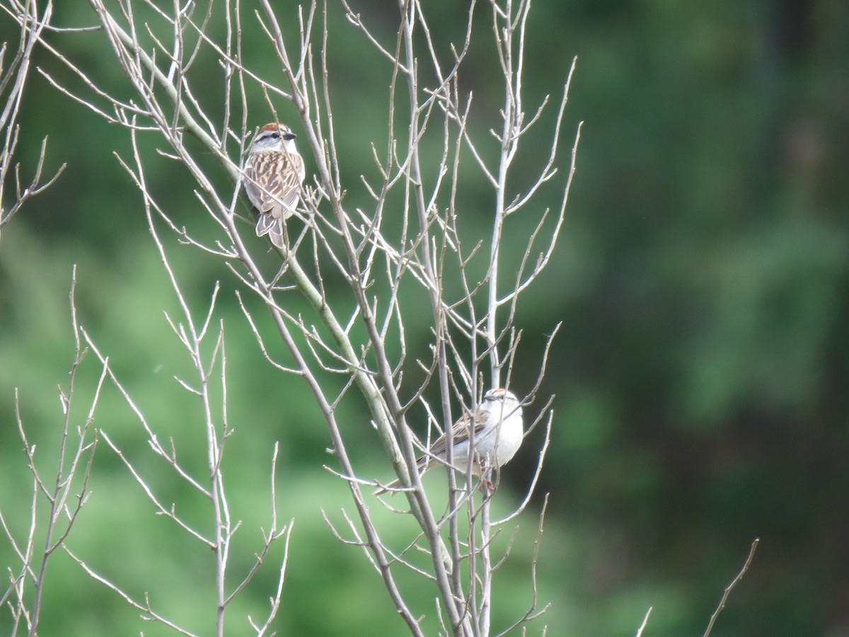 Chipping Sparrow - ML339167271