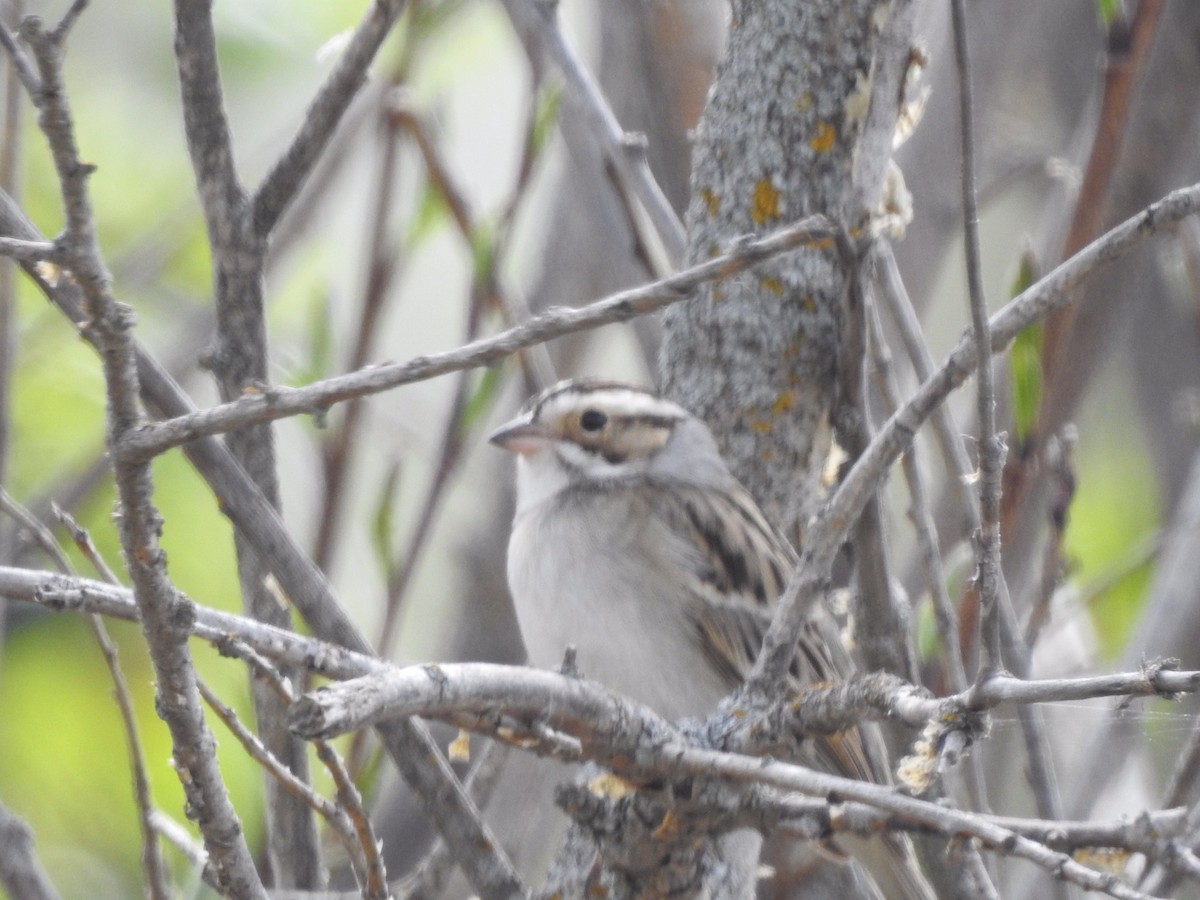 Clay-colored Sparrow - Dan Stoker