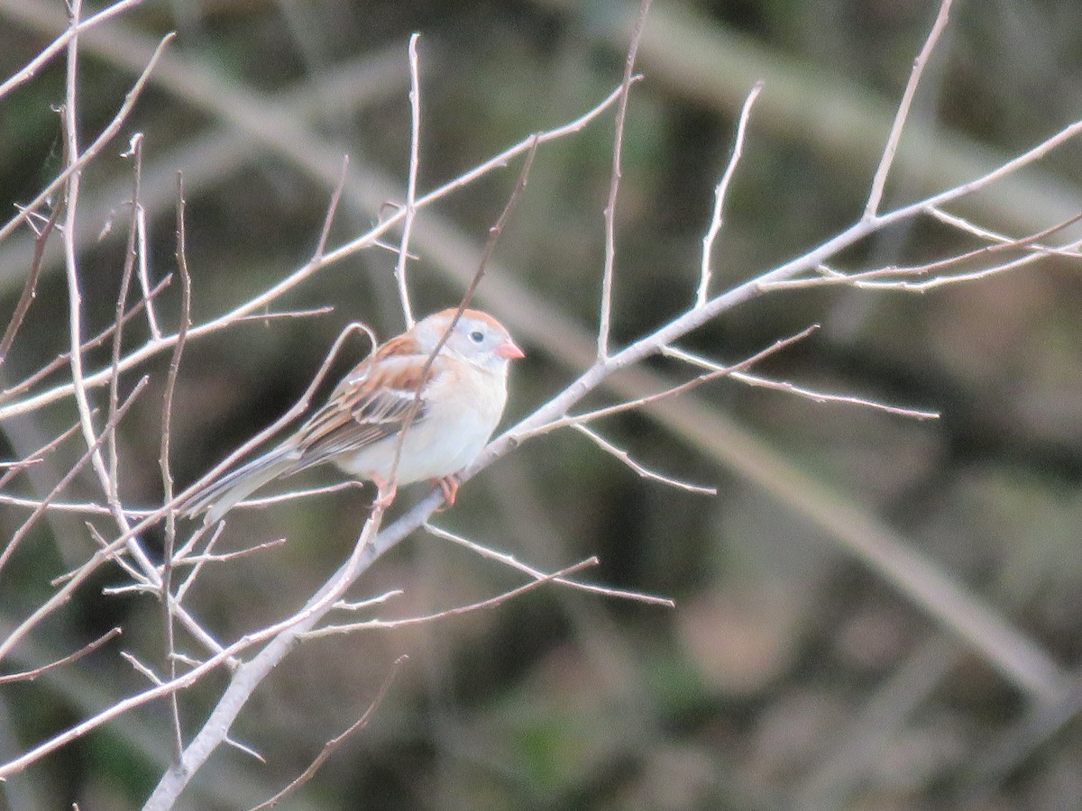Field Sparrow - ML339168311