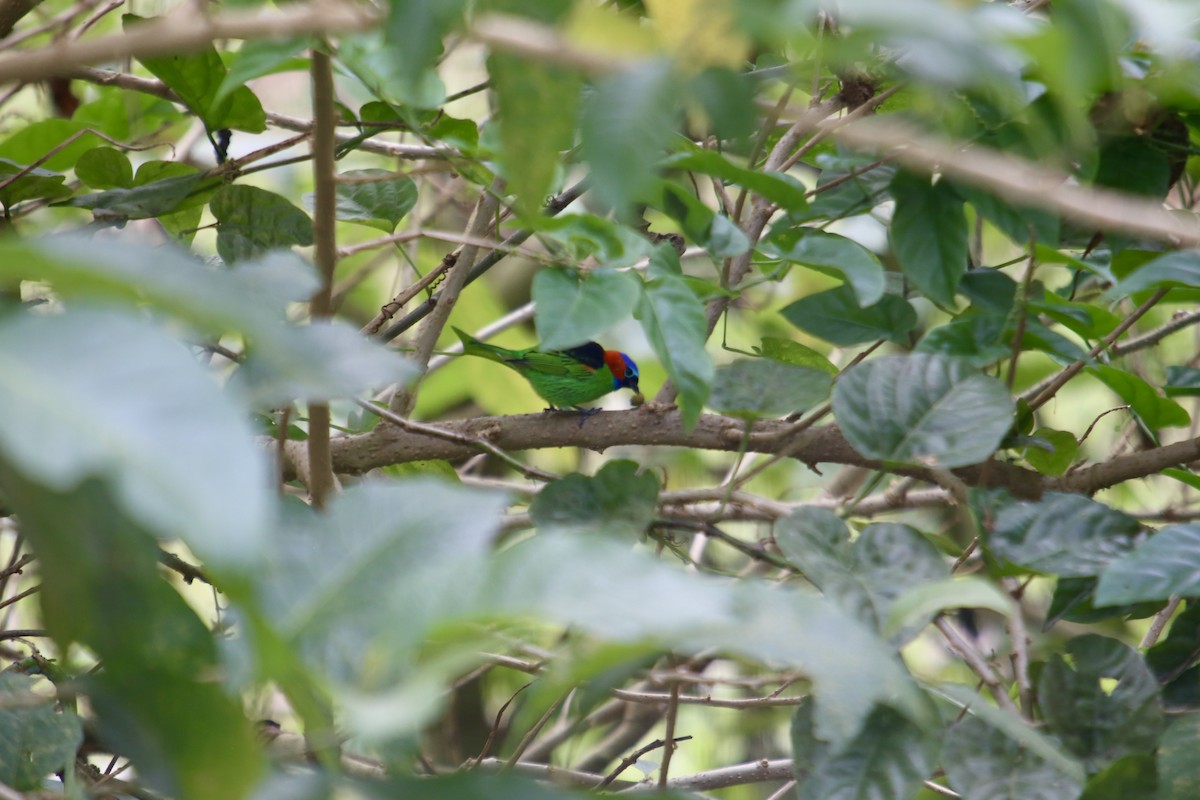 Red-necked Tanager - ML339168801