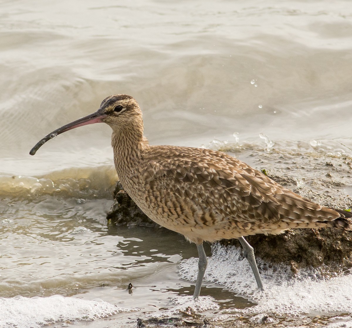 Whimbrel - Mike Stewart