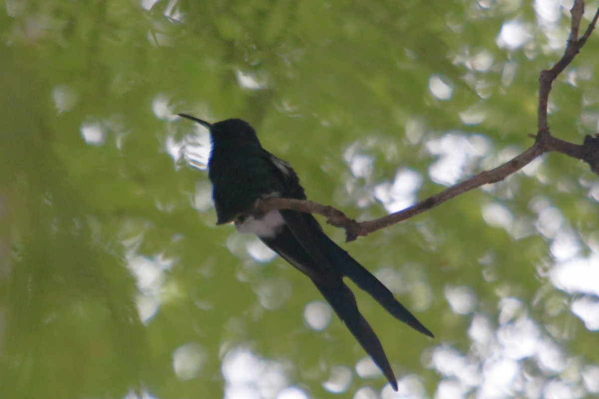 Swallow-tailed Hummingbird - ML339171841