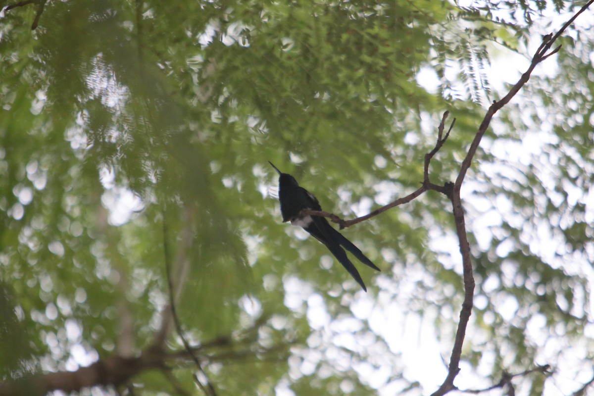 Swallow-tailed Hummingbird - ML339171921