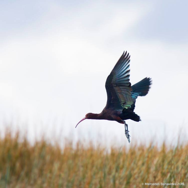ibis andský - ML33917201