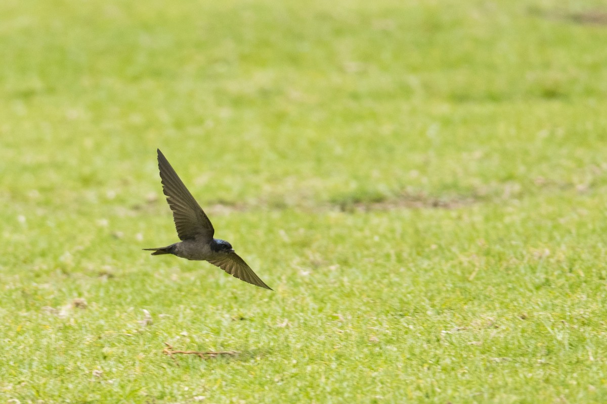 Brown-bellied Swallow - John Cahill xikanel.com