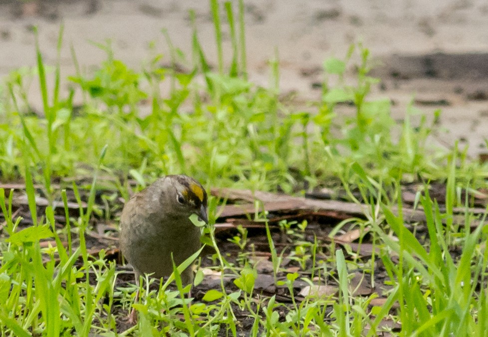 Golden-crowned Sparrow - ML33917461