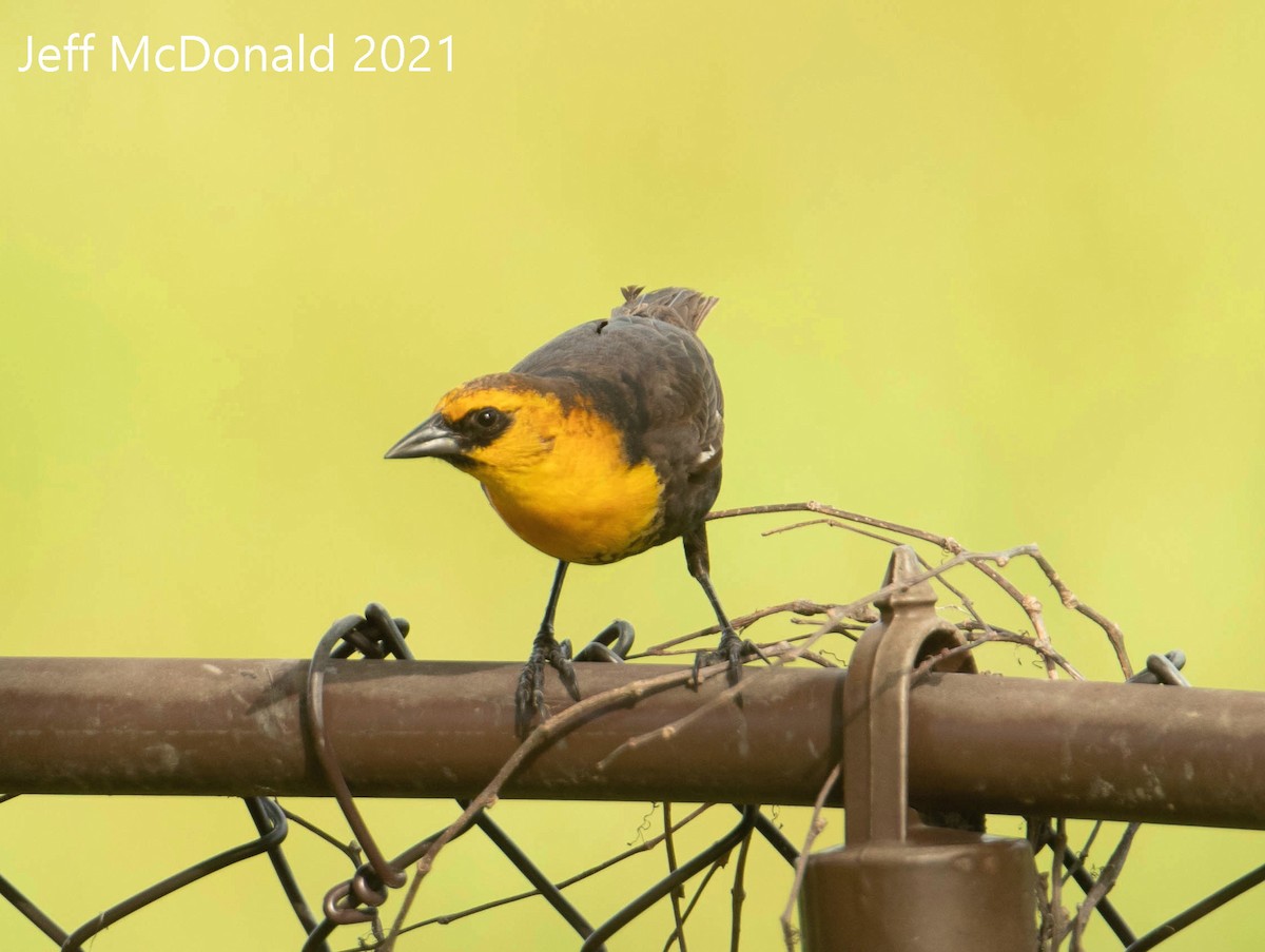 Yellow-headed Blackbird - ML339183011