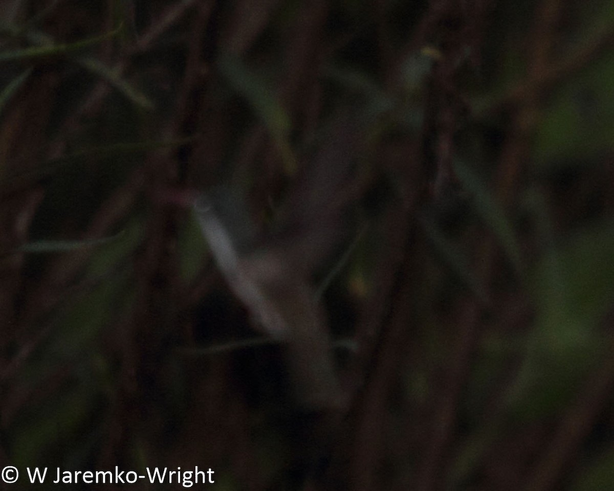 Violet-crowned Hummingbird - Will Jaremko-Wright