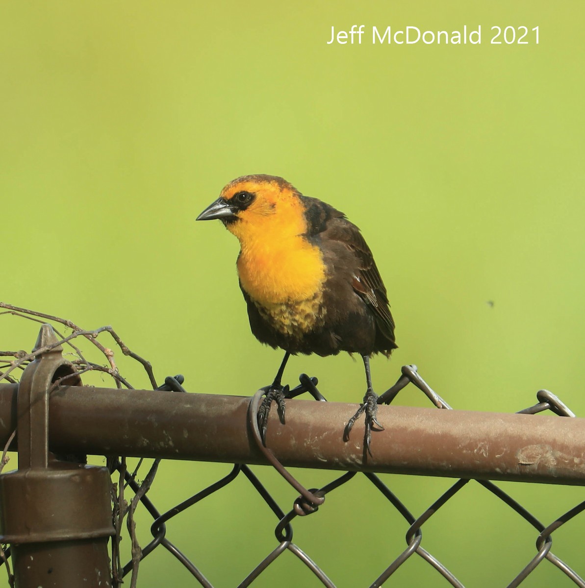 Yellow-headed Blackbird - ML339183141