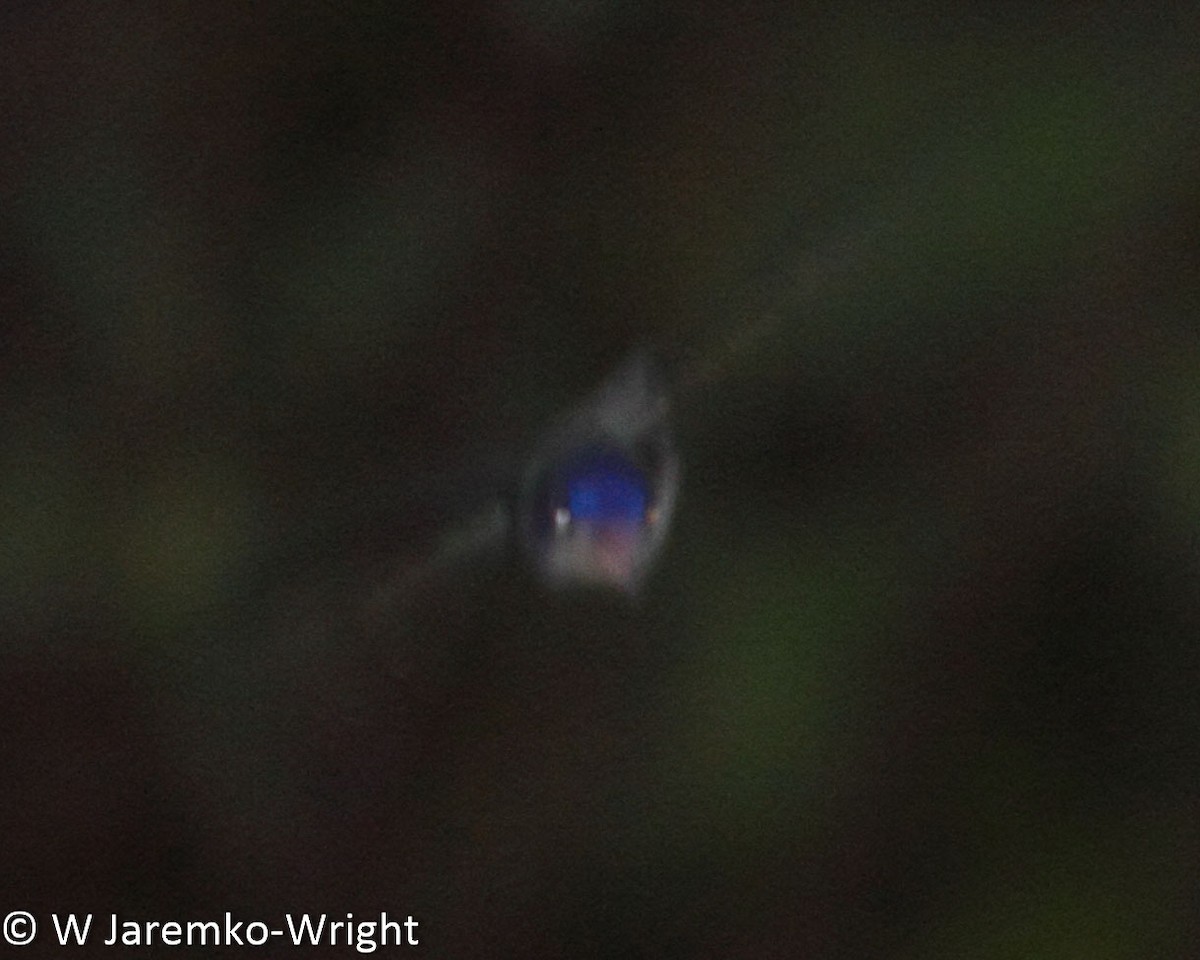 Violet-crowned Hummingbird - ML33918331