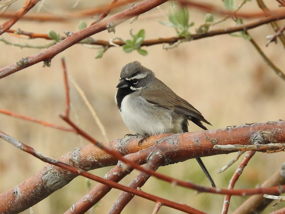 Black-throated Sparrow - Alan Ketcham