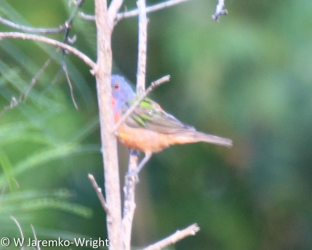 Painted Bunting - ML33918451