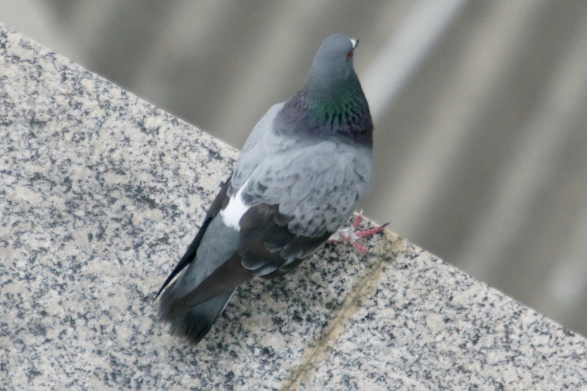 Rock Pigeon (Feral Pigeon) - ML339187651