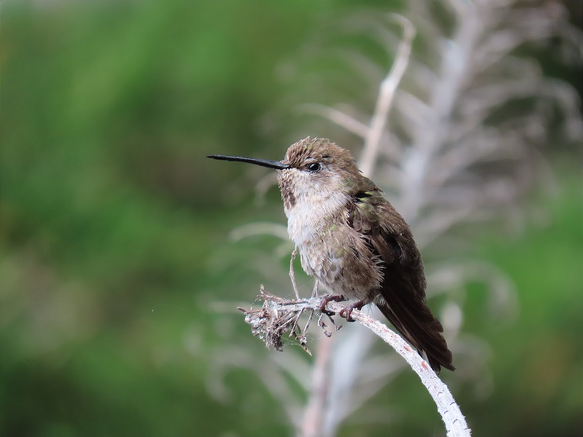 Anna's Hummingbird - Long-eared Owl