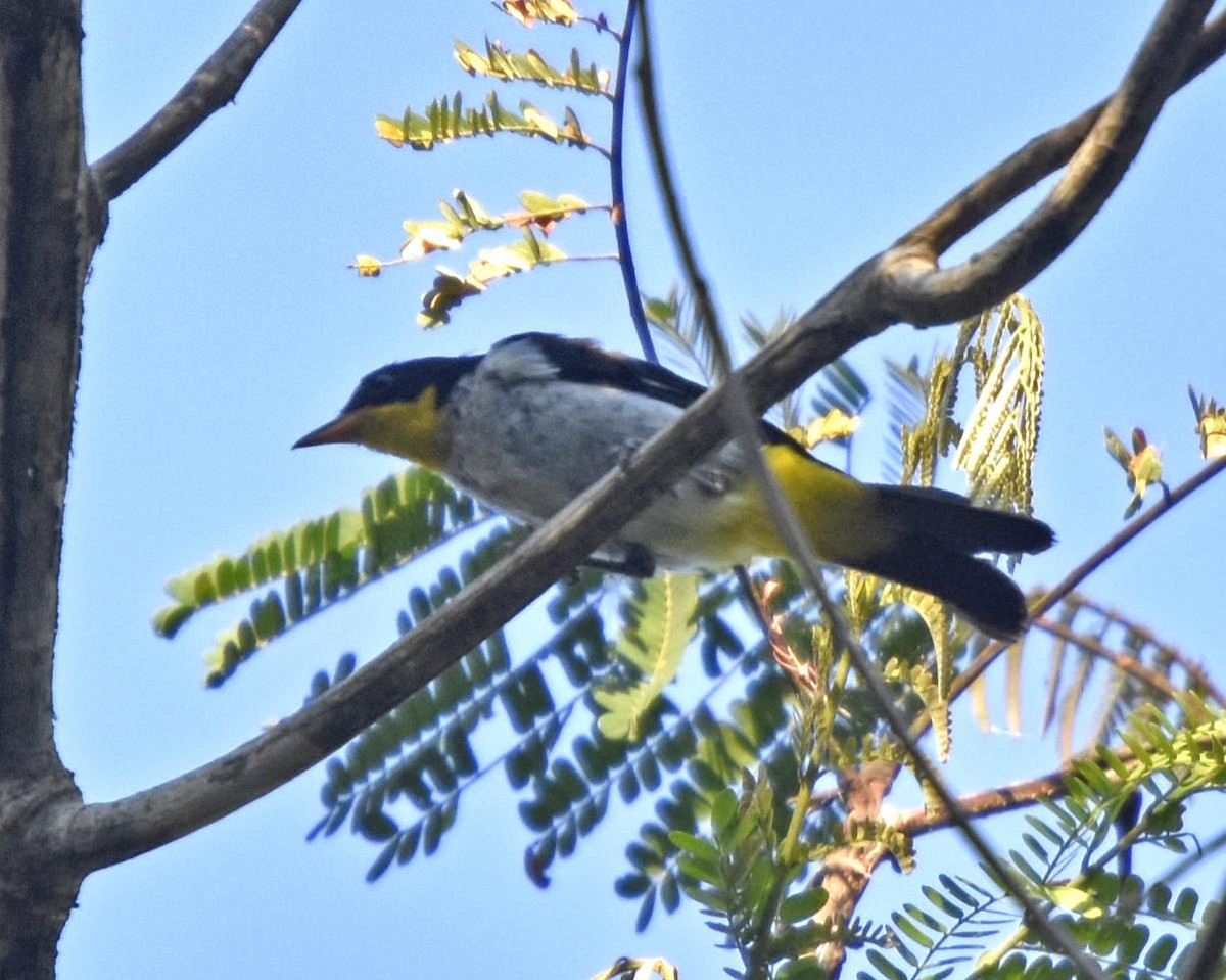 Yellow-backed Tanager - ML33919151