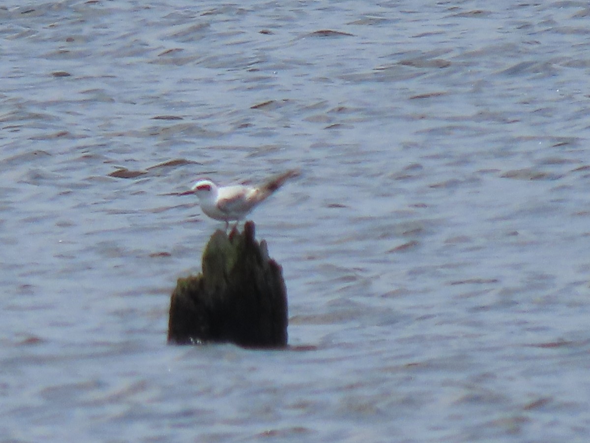 Forster's Tern - Kathy Rigling