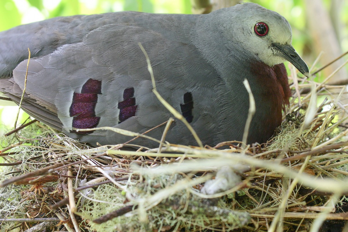 Maroon-chested Ground Dove - ML339199481