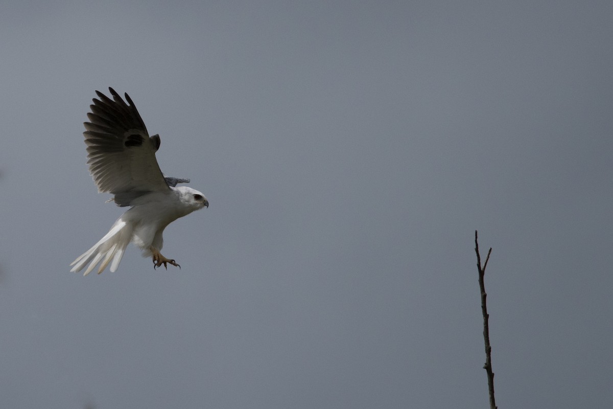White-tailed Kite - John Cahill xikanel.com