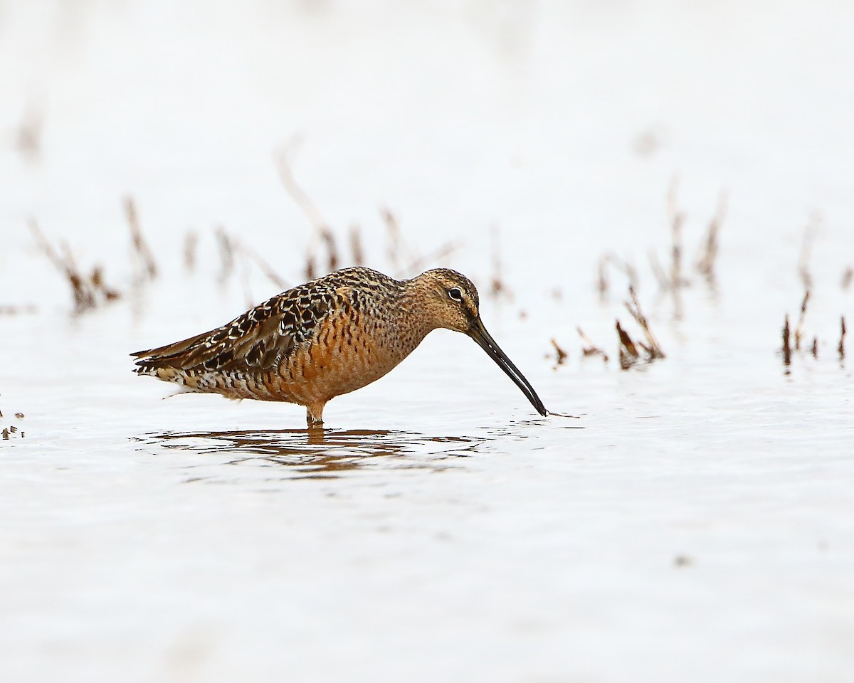 Long-billed Dowitcher - ML339204781