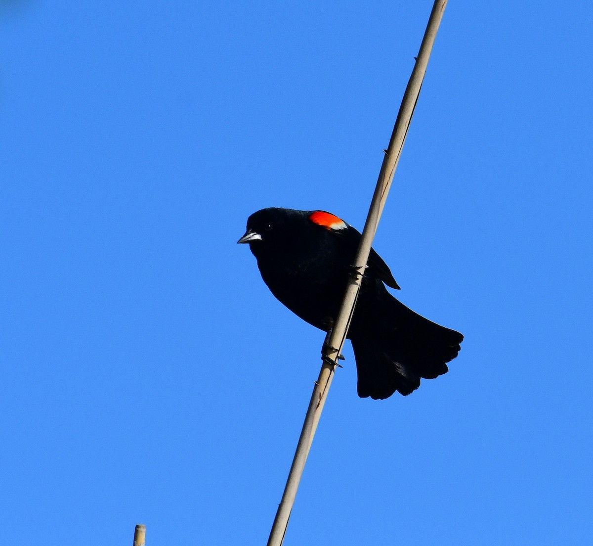 Red-winged Blackbird - Eric Titcomb
