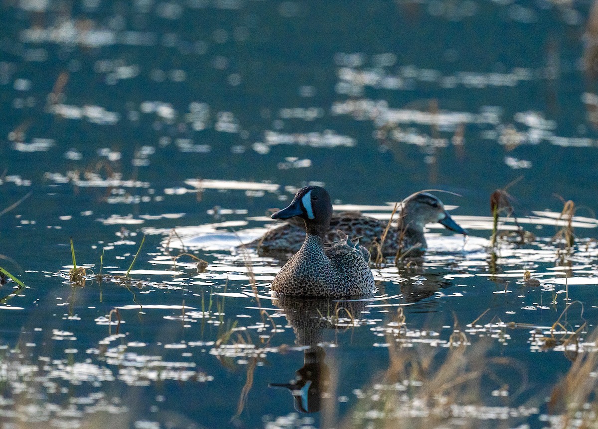 Blue-winged Teal - ML339217381