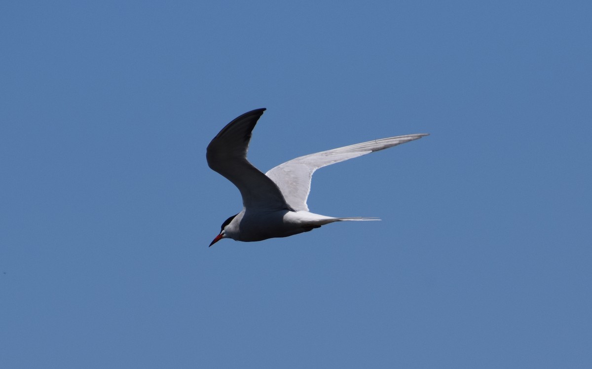 Common Tern - ML339219311