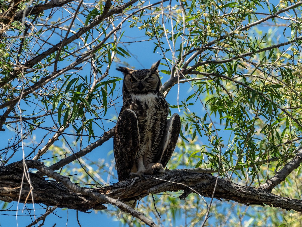 Great Horned Owl - ML339219421