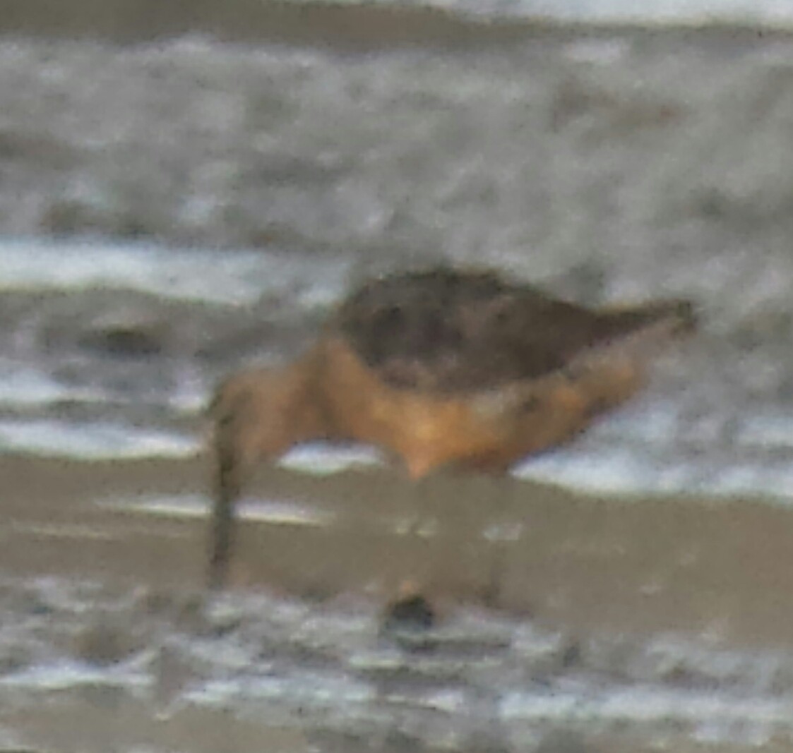 Long-billed Dowitcher - ML33922491