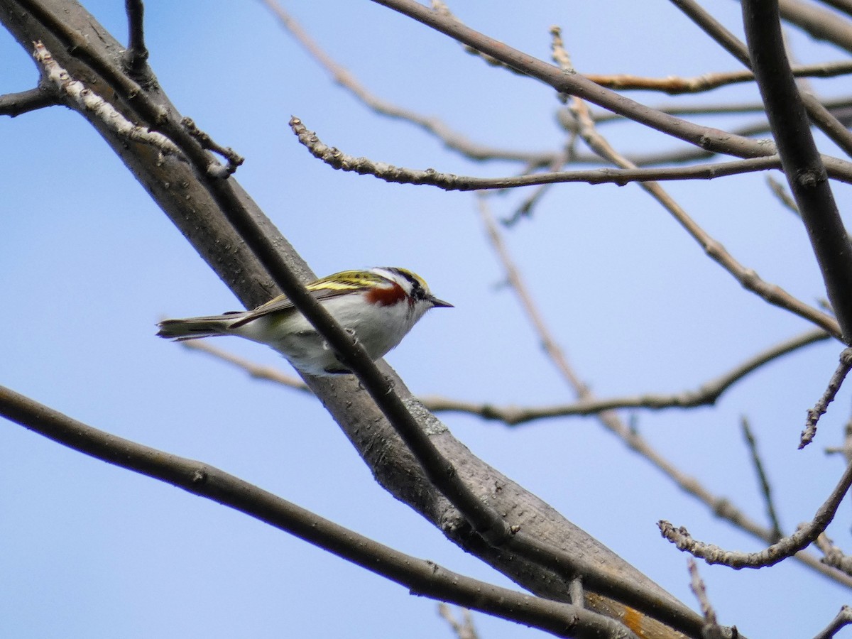 Chestnut-sided Warbler - Tania Mohacsi