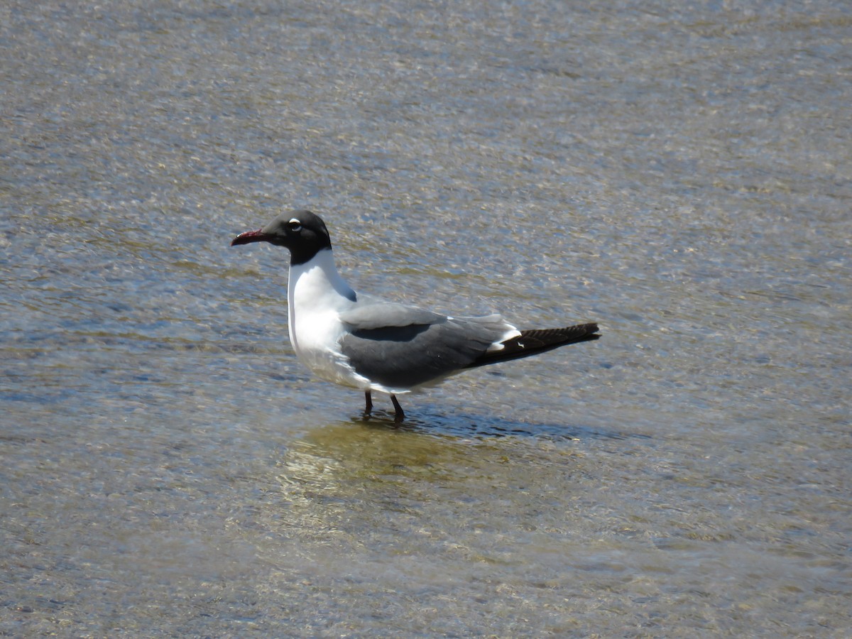 Laughing Gull - Ron Batie