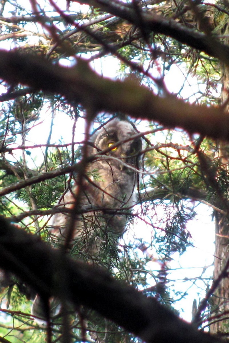 Long-eared Owl - ML33922791